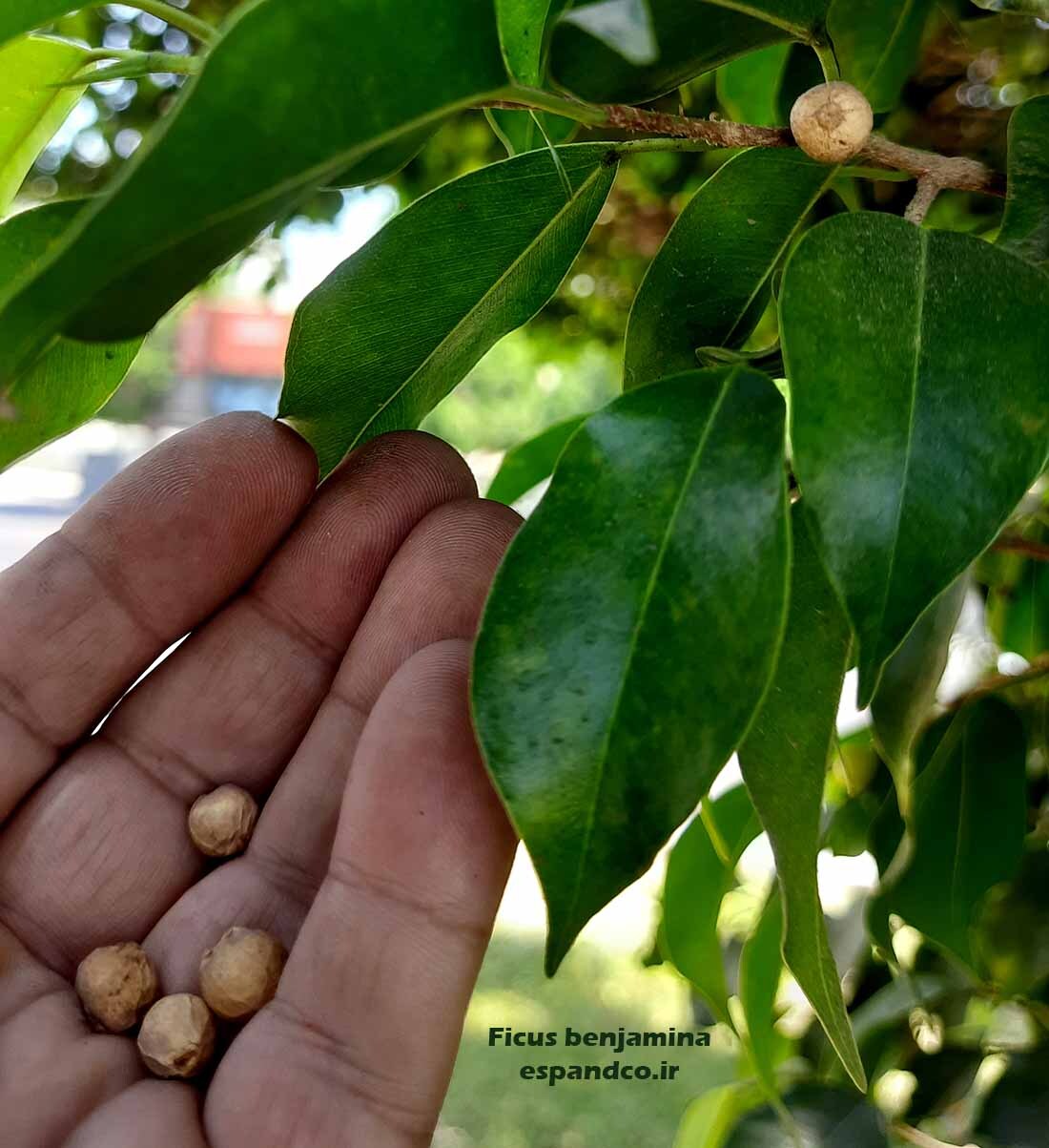  بذر درخت بنجامین 